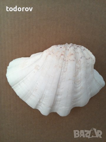 Мида раковина