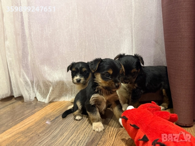 Мини йоркширски териери, снимка 6 - Йоркширски териер - 52671031