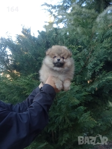 Померани. Момиченце. Реални снимки от 29.12.25 г., снимка 3 - Померан - 52876428