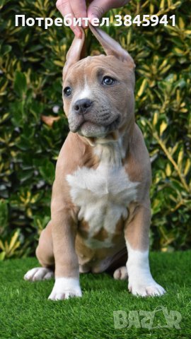Sini amerikanski stafordshirski terieri, снимка 3 - Американски стафордширски териер - 42249327