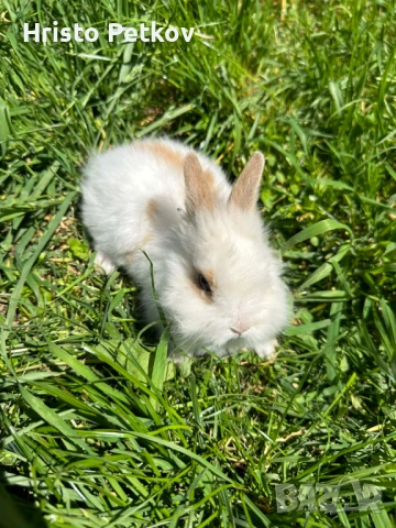 Просавам Декоративни Зайчета , снимка 5 - Други - 54243966