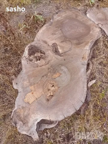 шайби от изсъхнал орех , снимка 8 - Декорация за дома - 50315436