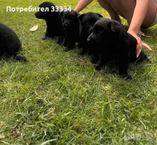 Продавам черни немски овчарки, снимка 4 - Немска овчарка - 55847059