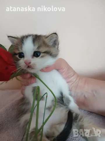 малки котенца почти на 40дни, снимка 4 - Британска късокосместа - 56167981
