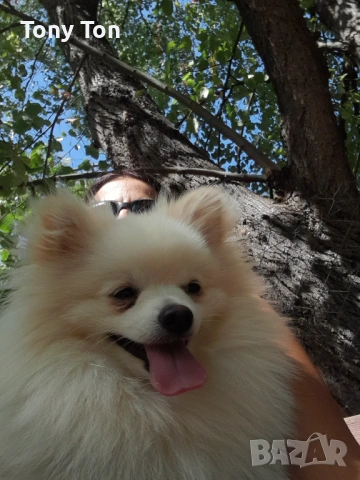 Померански шпиц , снимка 13 - Померан - 53939083