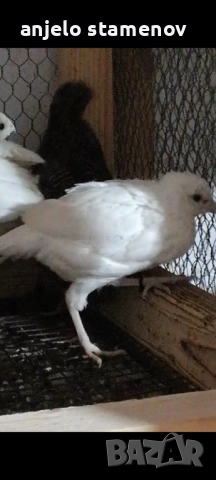 Вирджински масков пъдпъдък , снимка 2 - други­ - 52924055