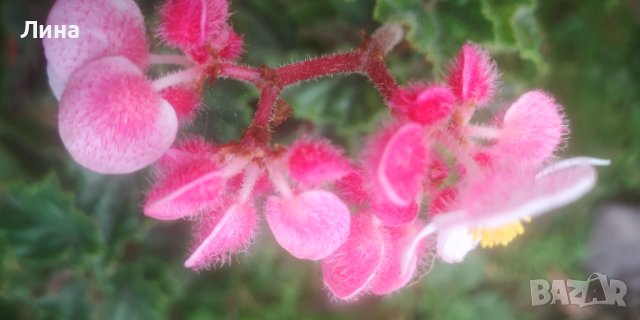 Бегония инкарната(Begonia lncarnata) , снимка 2 - Стайни растения - 42854631