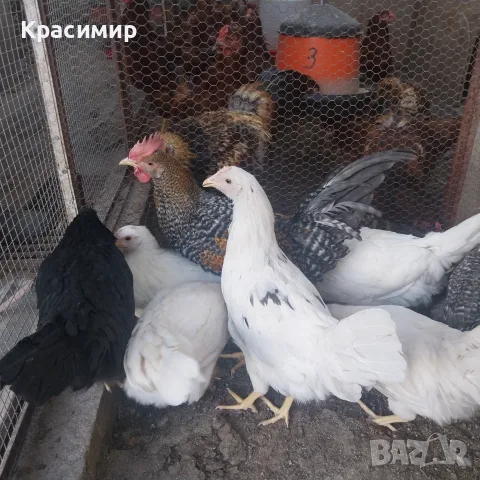 Ярки и петлета (селски), снимка 4 - Кокошки и пуйки - 56070860