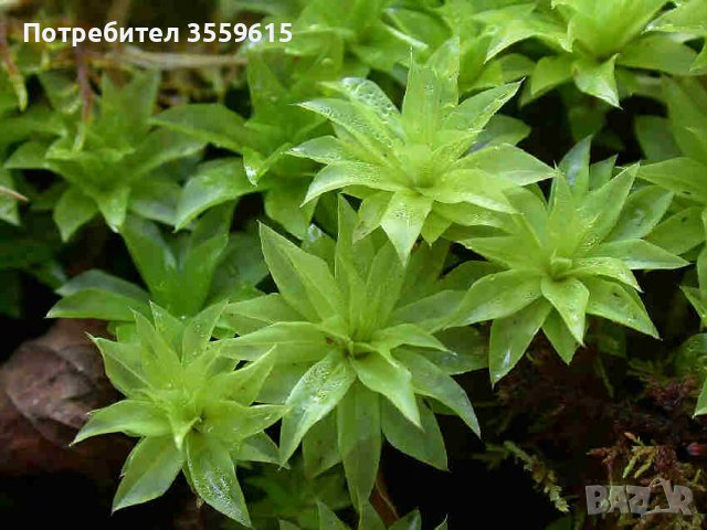 екзотично растение Rhodobryum roseum