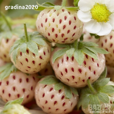 Бяла ягода - ананасова , снимка 7 - Стайни растения - 27205117