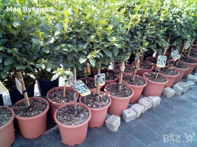 Калина дърво , снимка 2 - Градински цветя и растения - 53060165