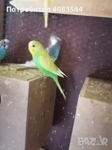 Вълнисти папагали, снимка 6 - Папагали - 48100693