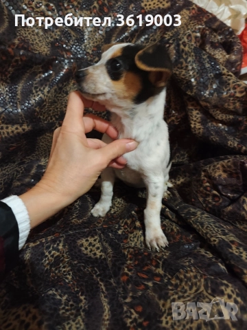 Пинчер , снимка 5 - Пинчер - 52787653