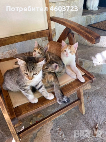 Подарявам котенца, снимка 1