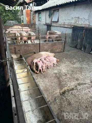 Продавам домашни прасета 