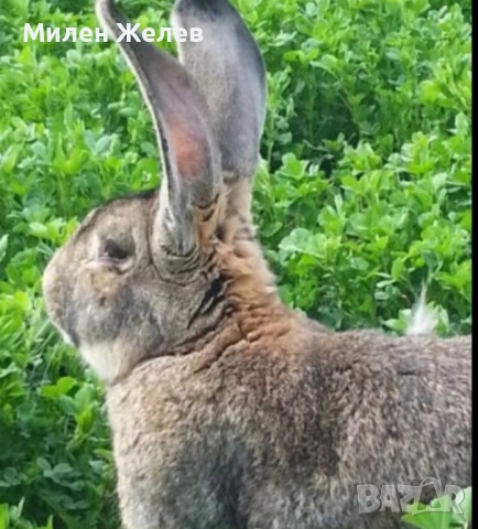 Продавам зайци порода БЕЛГИЙСКИ ВЕЛИКАН чистокръвни,цена по договаряне, снимка 2 - Други - 52084319