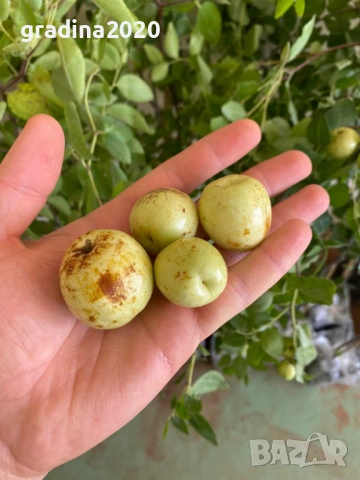 Хинап - Хинап сорт „Ли“ (Li) ГИГАНСКИ  В плододаваща възраст !!!, снимка 7 - Градински цветя и растения - 31773550