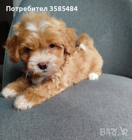 Shih poo/Mini poodle , снимка 6 - Пудели - 54096771