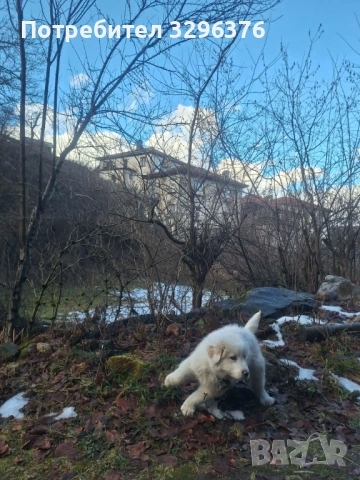 Каракачанско кученце, снимка 2 - Каракачанска овчарка - 54147013