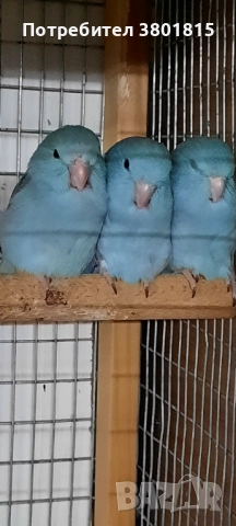 Врабчови папагали, снимка 2 - Папагали - 52241037