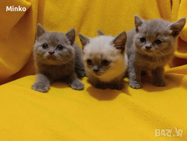 Котета от порода Руска синя котка !, снимка 14 - Руска синя котка - 56255721