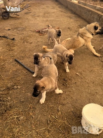 Кангал /Кангалчета, малки , снимка 2 - Кангал - 53493206
