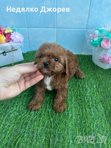 Cavapoo/Кавапу момчета