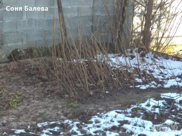 Разсад за лешници , снимка 12 - Сортови семена и луковици - 12465943