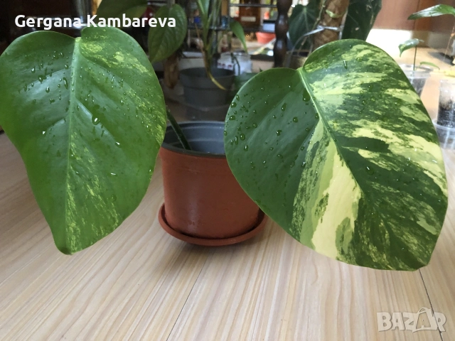 Monstera Aurea, philodendron Florida Beauty, Sodiroi, Cream Splash, Epipremnum Baltic Blue , снимка 3 - Стайни растения - 56086278