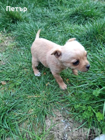 Продавам женски пинчер , снимка 2 - Пинчер - 53924665