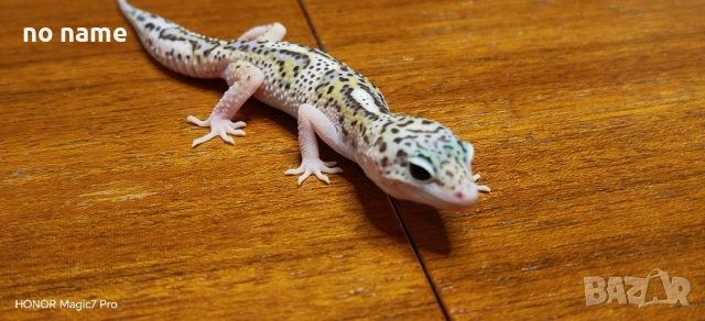 Леопардов гекон (Eublepharis macularius) , снимка 2 - Гекон - 52153005