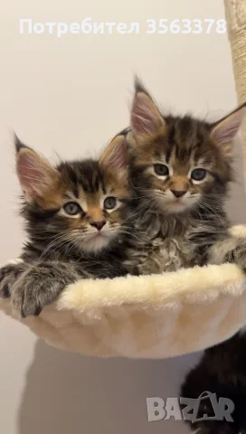 Мейн куун котета