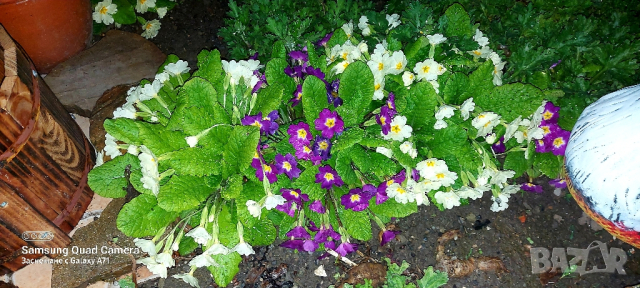 Продавам стари сортове иглики , бяла , розова и лилава, снимка 4 - Градински цветя и растения - 44752179