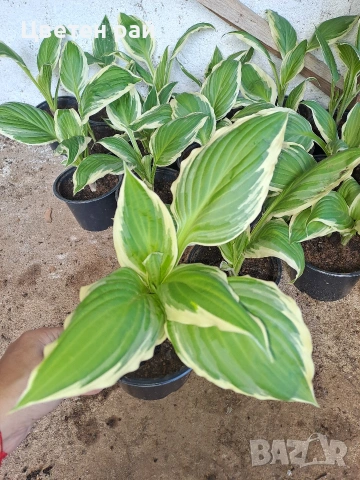 Два вида хоста , снимка 4 - Градински цветя и растения - 54323661