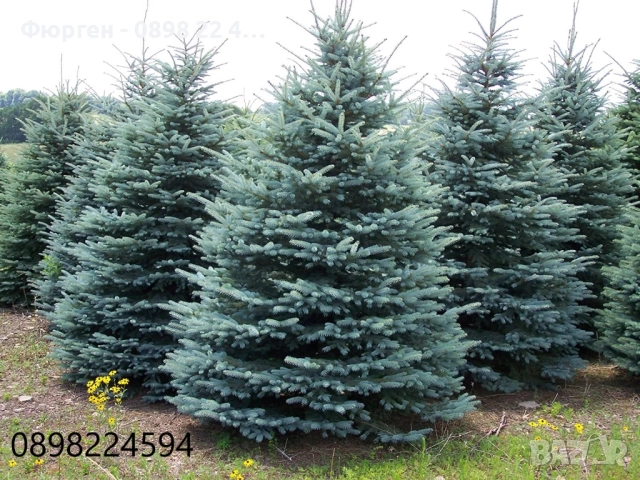 Сребрист смърч (Picea pungens)