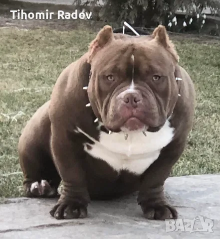 American Bully Pocket, снимка 2 - Други - 55984399