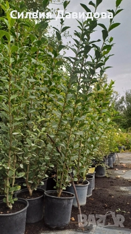 Лигуструм в работни саксии, снимка 6 - Градински цветя и растения - 51968768
