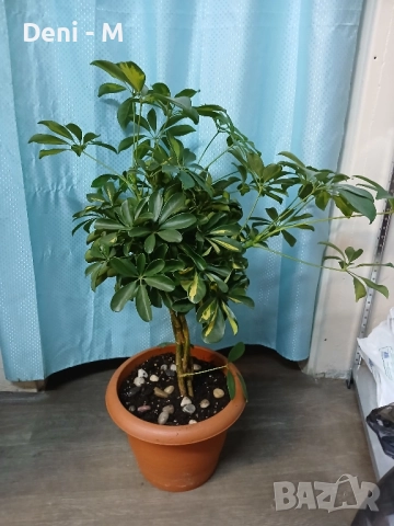 Шефлера 90см.