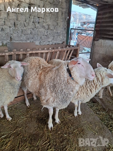 Продавам коч фризиец , снимка 4 - Овце - 53168056