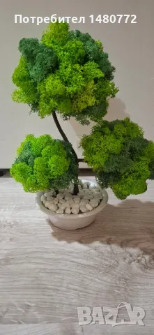 Бонсай със скандинавски мъх в саксийка