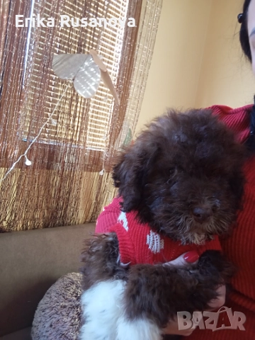 Лагото романьоло 