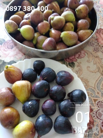 дръвчета смокиня сортове " Кръгла от Бордо " и  "Черна от Бурса" , снимка 7 - Градински цветя и растения - 54139645