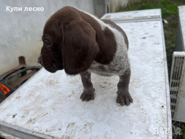 Кученца за трюфели , снимка 15 - Други - 51565937