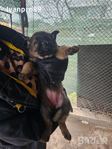 Продавам немски овчарки, снимка 7 - Немска овчарка - 52590063