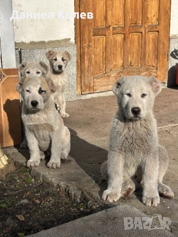 Продавам женски и мъжки алабаи, снимка 7 - Алабай - 52813719