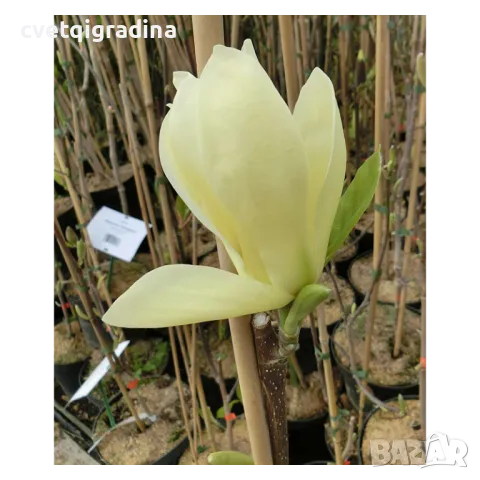 Magnolia 'Elizabeth'-Магнолия Елизабет, снимка 1