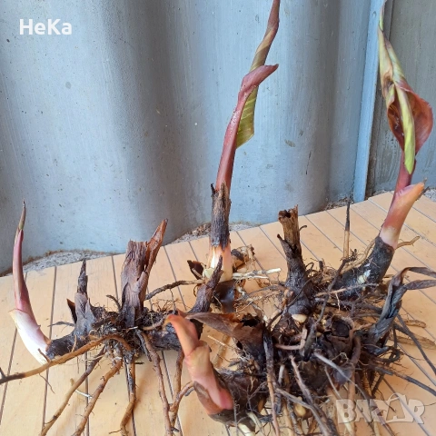 градински кани , снимка 3 - Други - 54317427