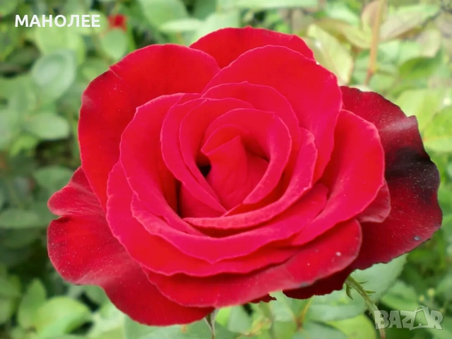 🌹🌹🎁🌹Червена роза без бодли🌹🌹🌹🎁🎁