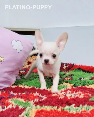 ЧИХУАХУА БЕБЕТА, снимка 2 - Чихуахуа - 48926548