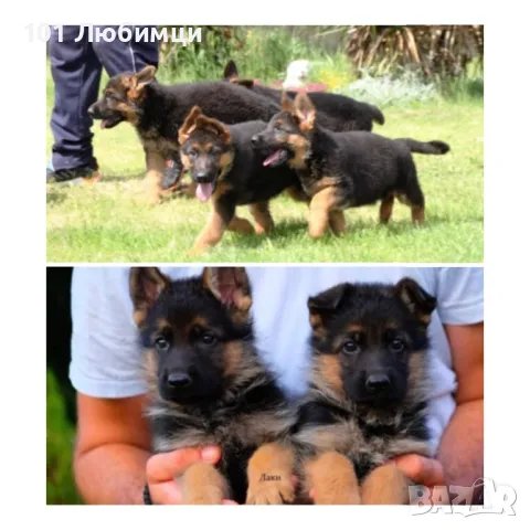 Немски овчарки с родословие